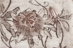 passiflora