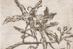 unknownflower