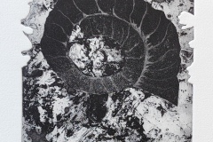 Ammonite-2024